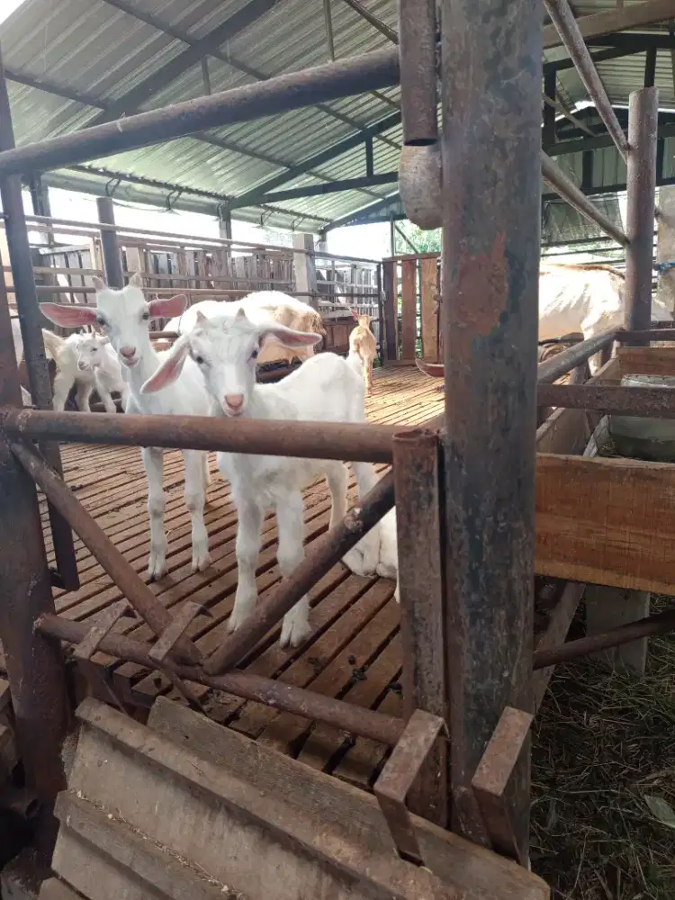 Jasa renovasi rumah dan kandang ternak