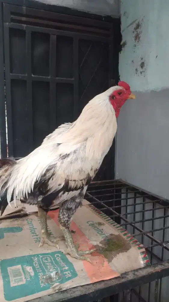 Ayam jago mangon muda