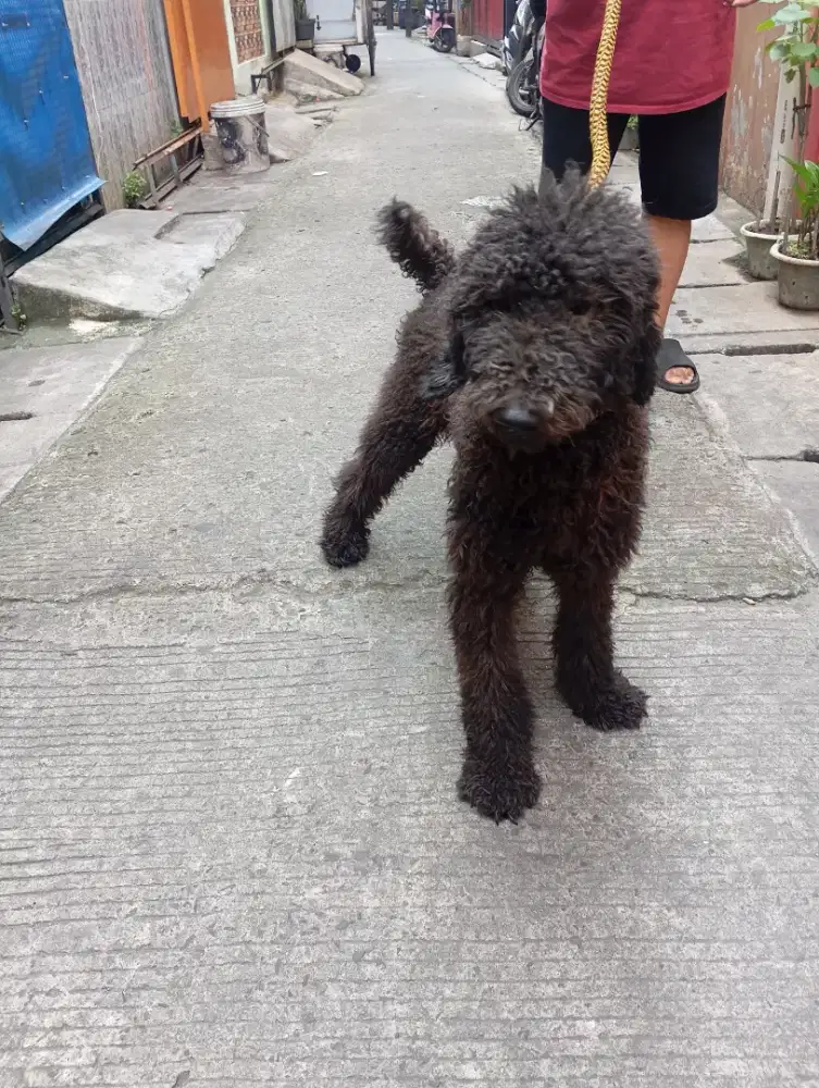 Doggy Poodle Giant