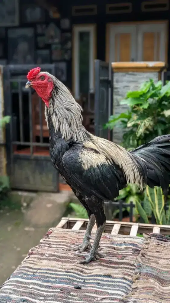 Ayam jago Bangkok Mangon muda Jalu