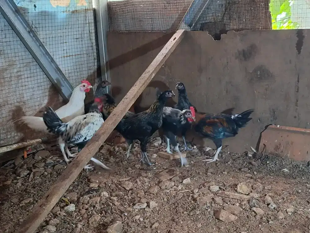 Ayam kampung betina indukan