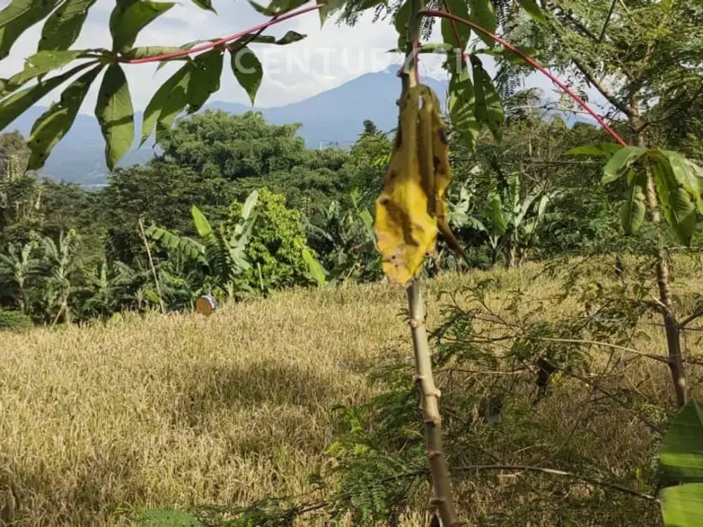 Dijual Tanah Untuk Caffe Atau Villa Di Cijeruk Bogor