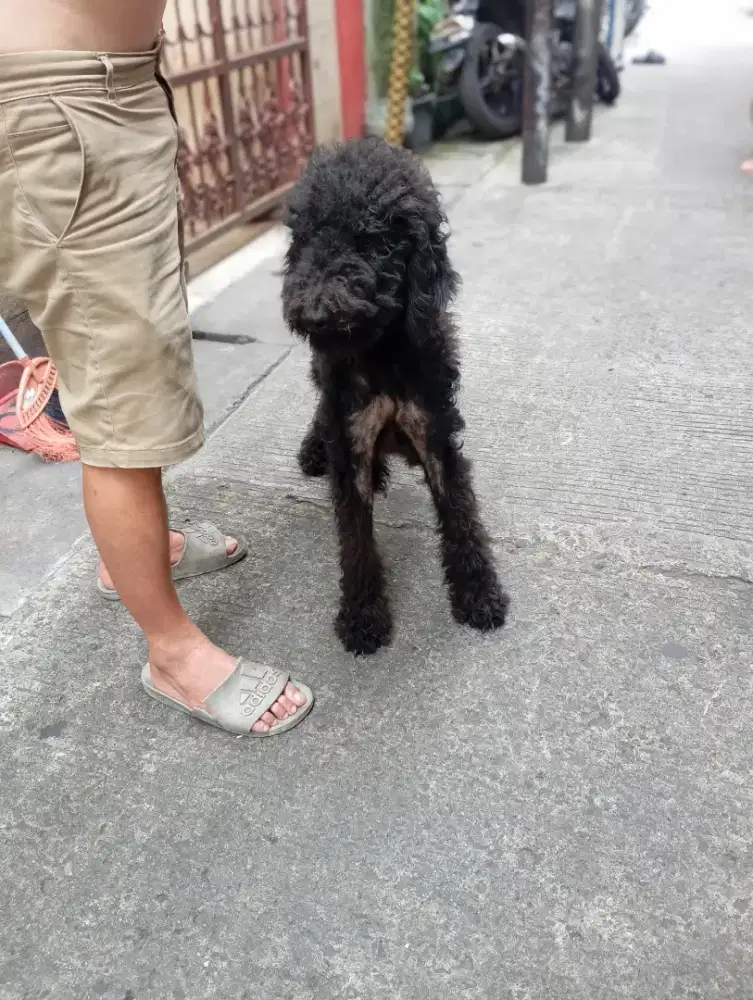 Doggy Poodle Giant