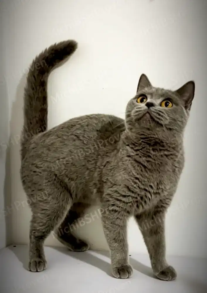 Kucing BSH Betina dewasa ras murni