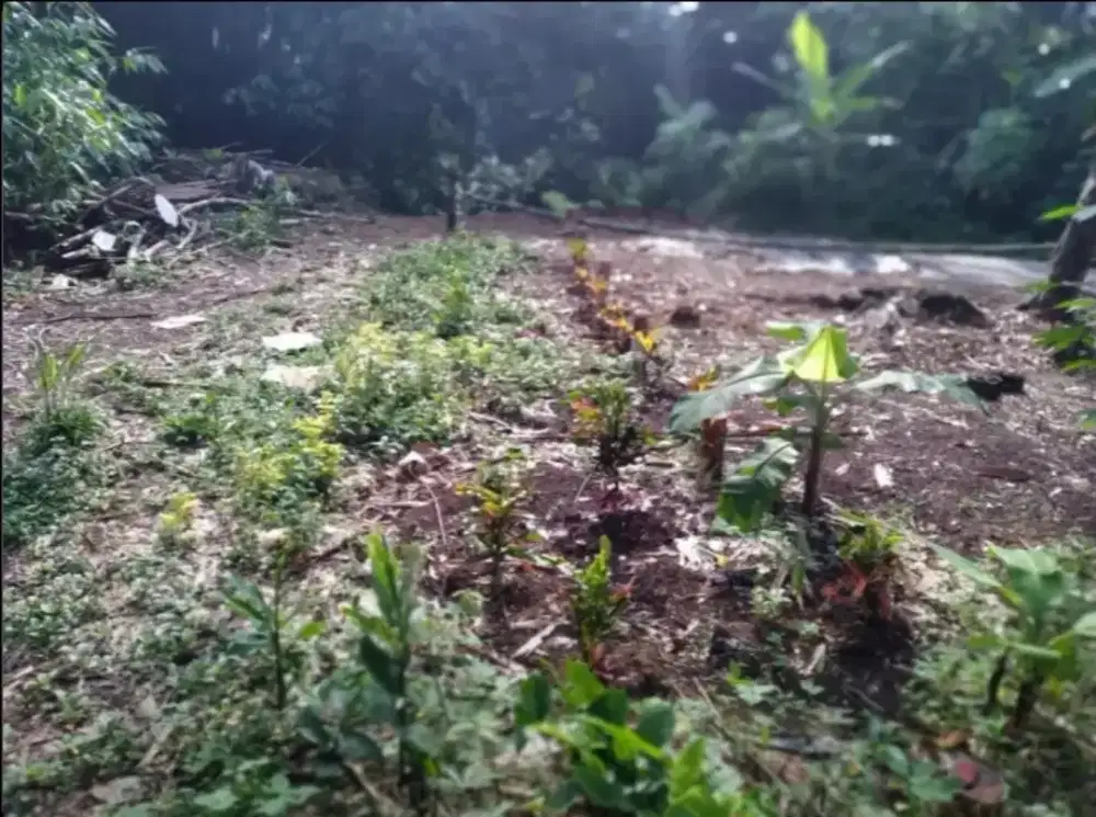 Jual Tanah Luas 1.234 m2 Curug Gn Sindur