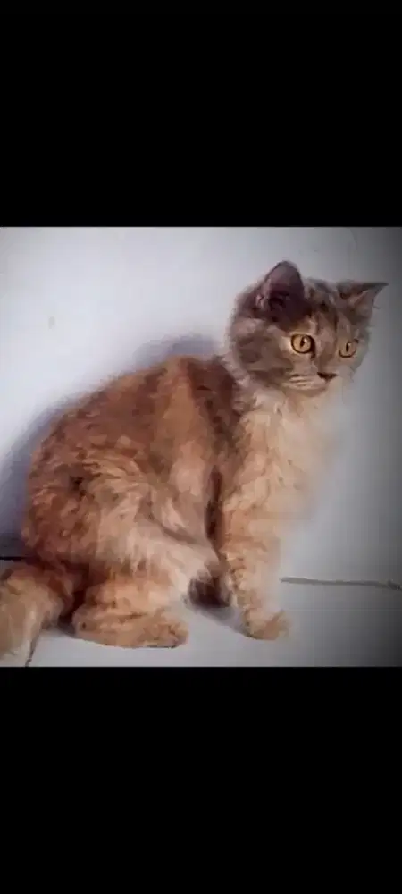 Kucing Persia Betina Medium Dewasa