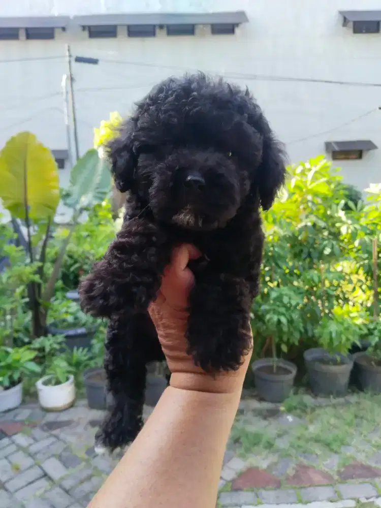 Anak anjing toy poodle