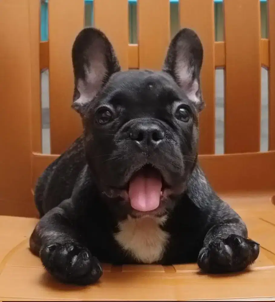 French buldog betina