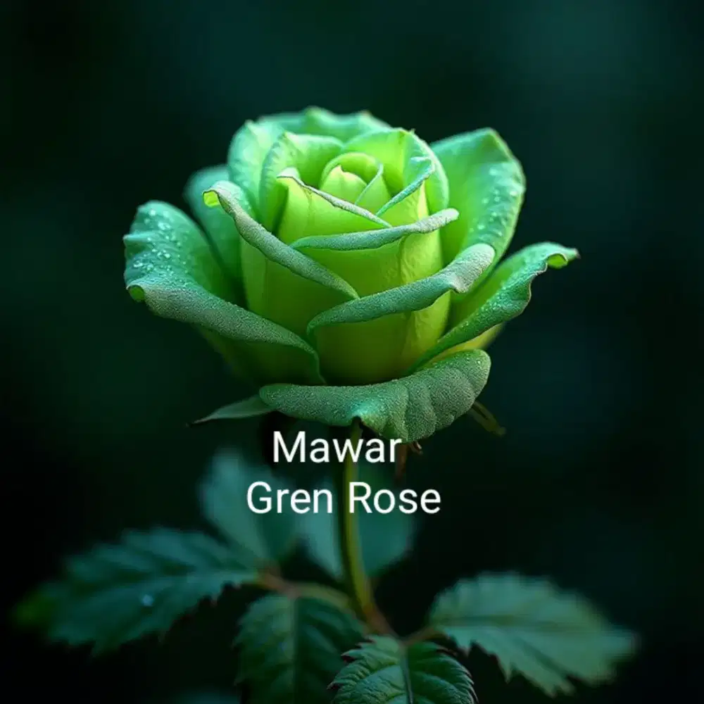 Tanaman hias berduri mawar Gren rose