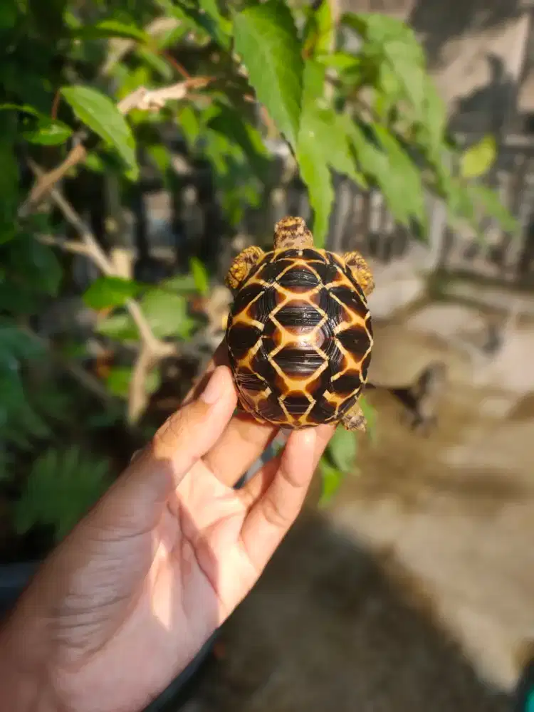 kura darat Indian star baby 5-6cm, kuku lengkap hidung plong