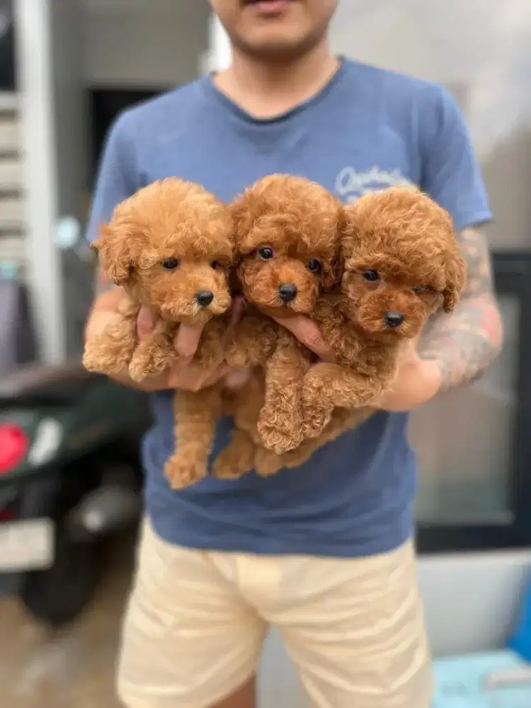 Tiny poodle kosongan