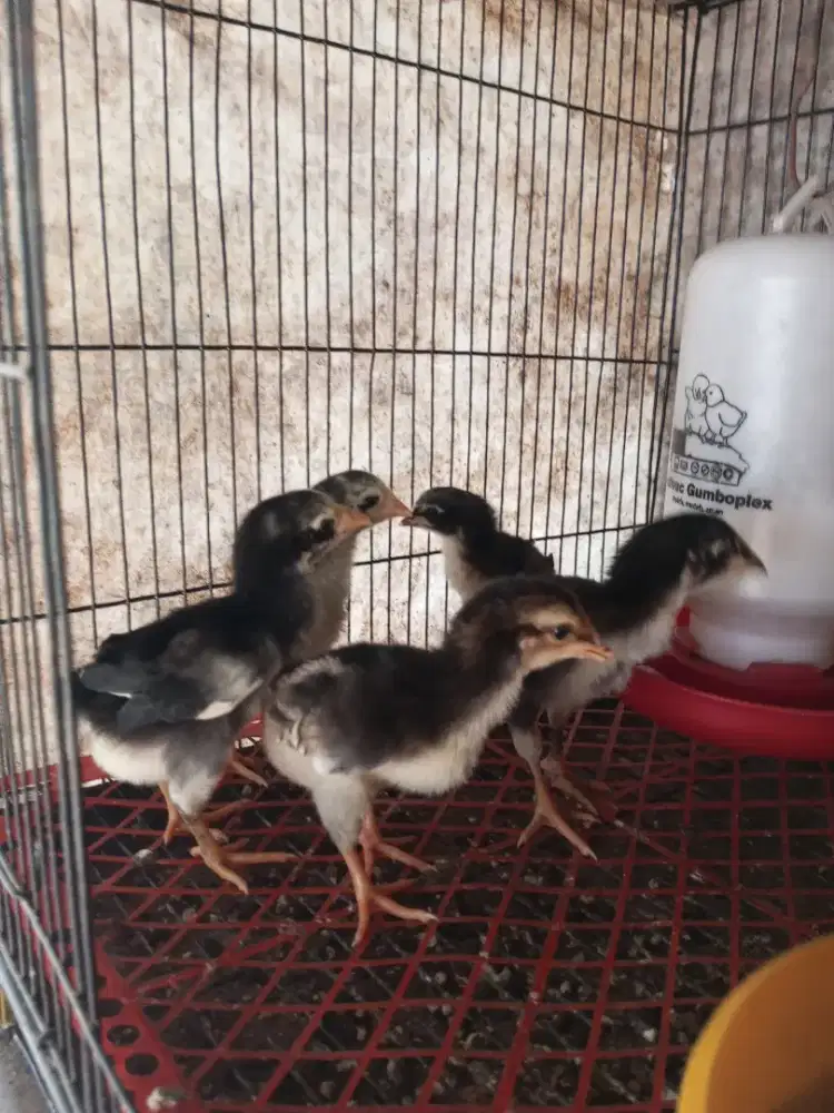 anak ayam bangkok mangon