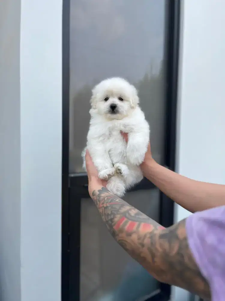 pomapoo jantan kosongan