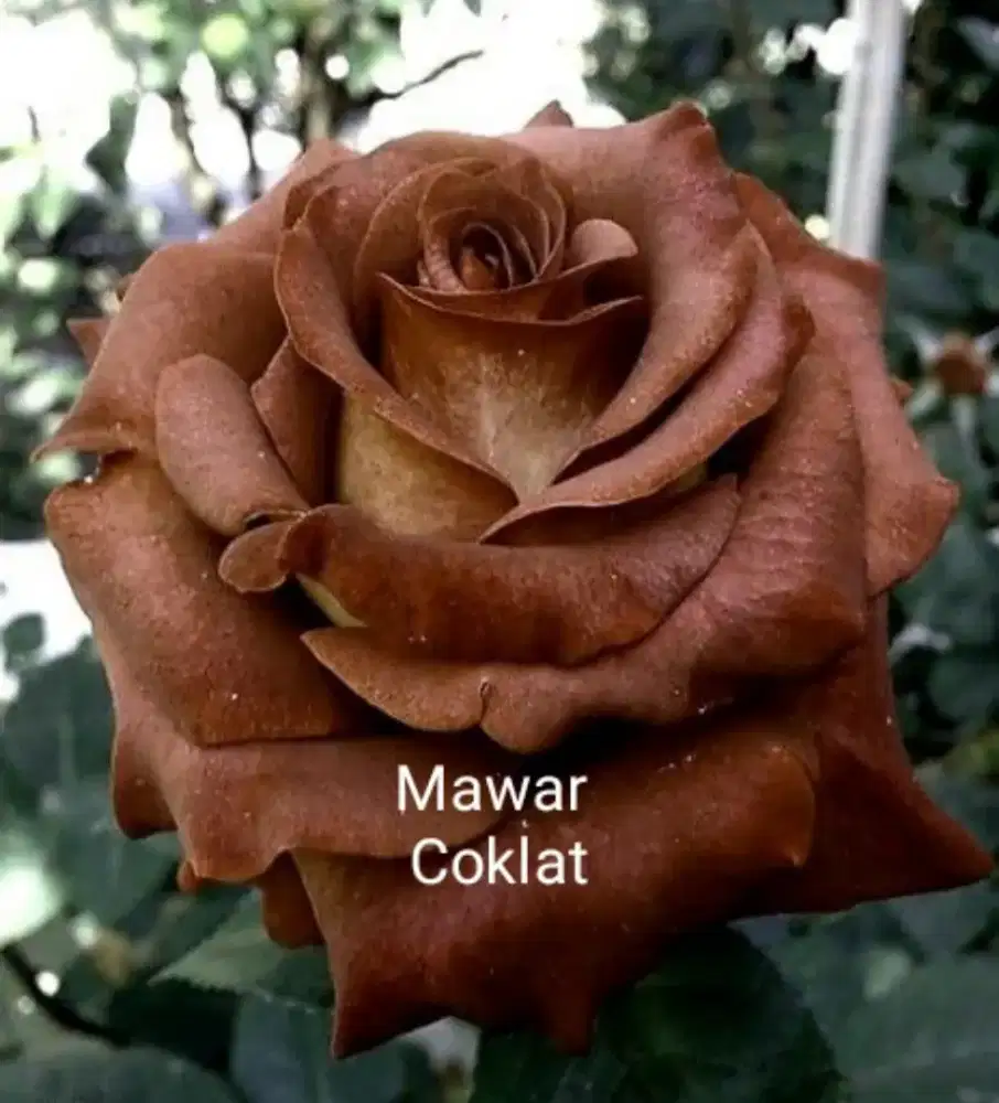 Tanaman hias berduri mawar coklat