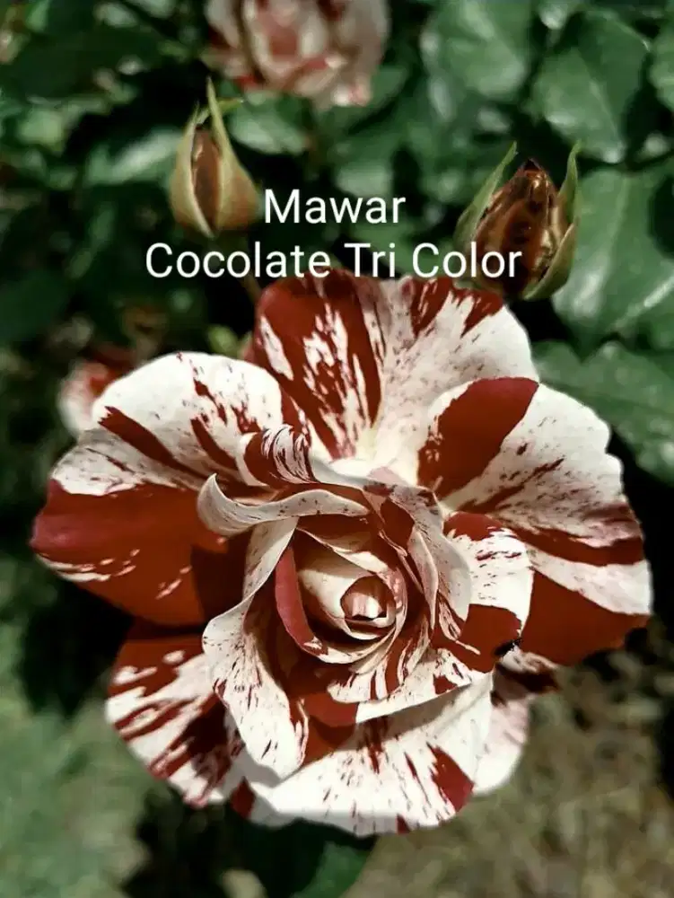 Tanaman hias berduri mawar cocolalate tri color