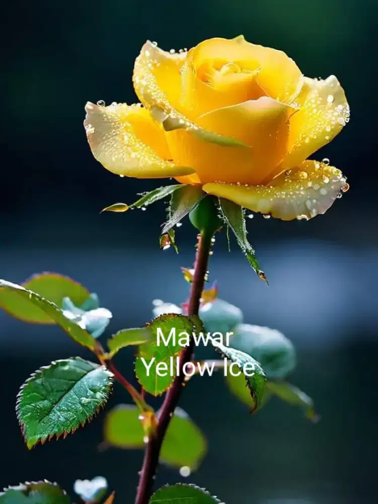 Tanaman hias berduri mawar yellow ice