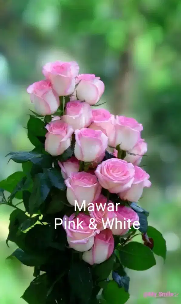 Tanaman hias berduri mawar pink & white