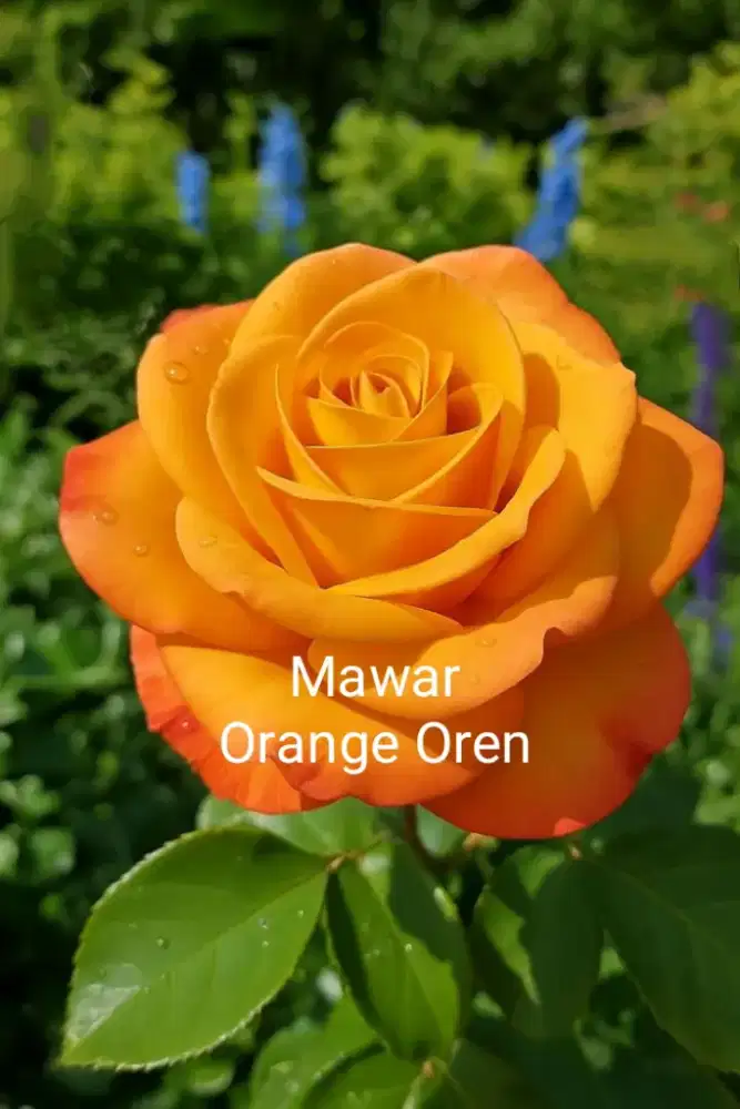 Tanaman hias berduri mawar orange oren