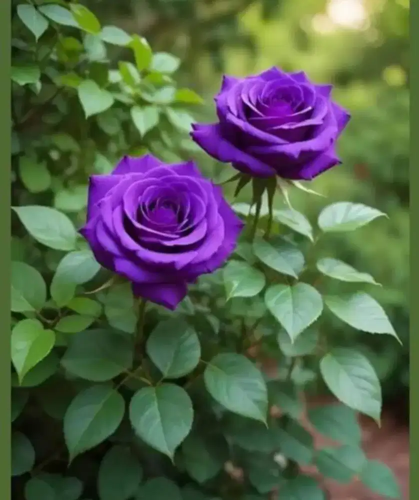 Tanaman hias berduri mawar ungu flowers