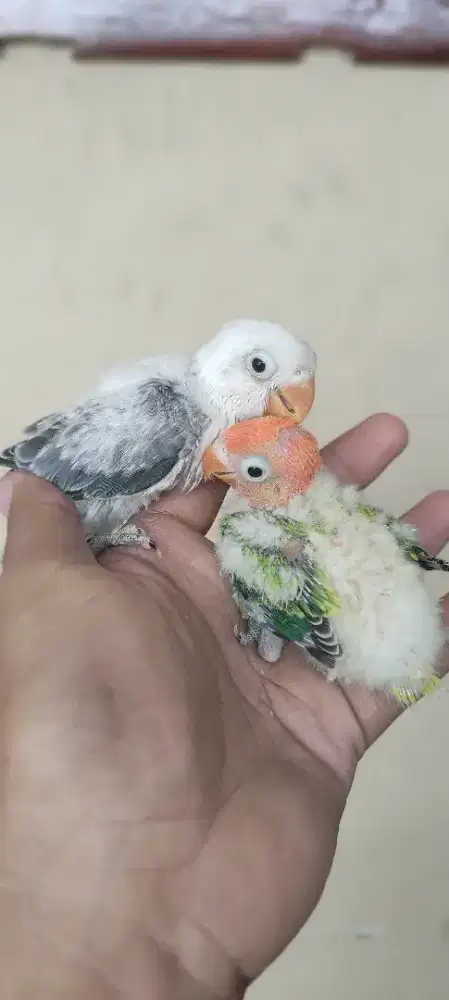 Lovebird Biola Lolohan