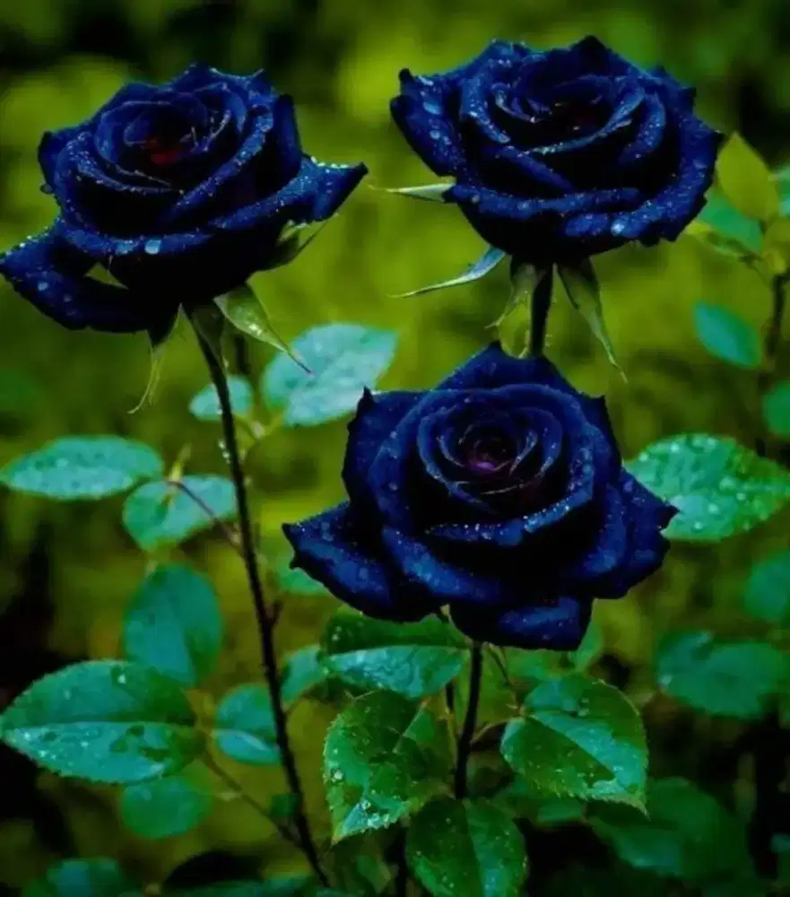 Tanaman hias berduri mawar biru night