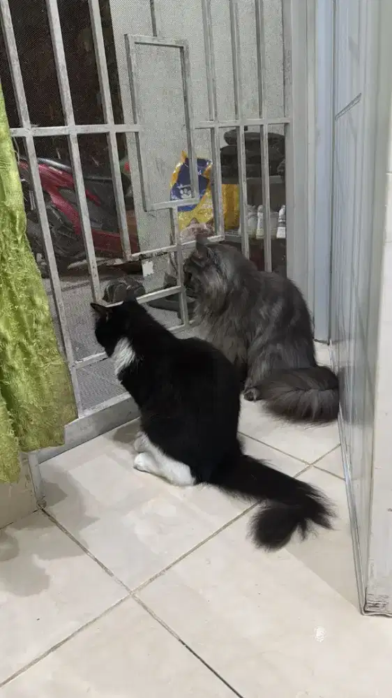 Dijual Kucing 2 Ekor