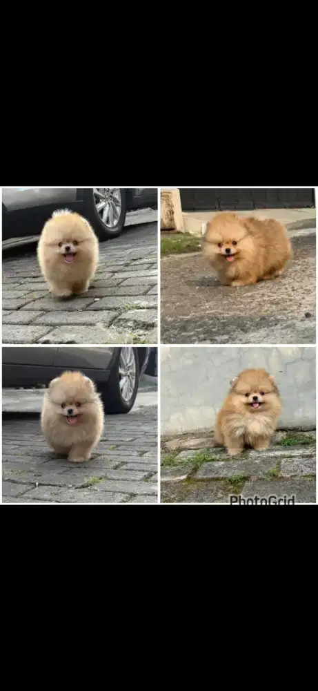 Jual anjing supermini pom