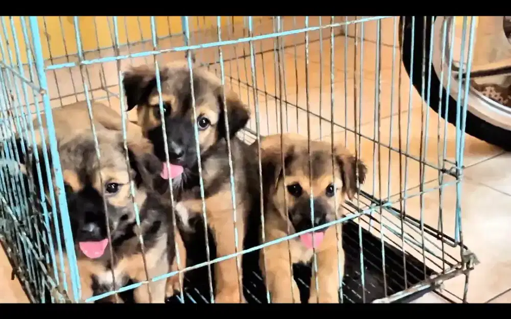 4 EKOR ANAK ANJING