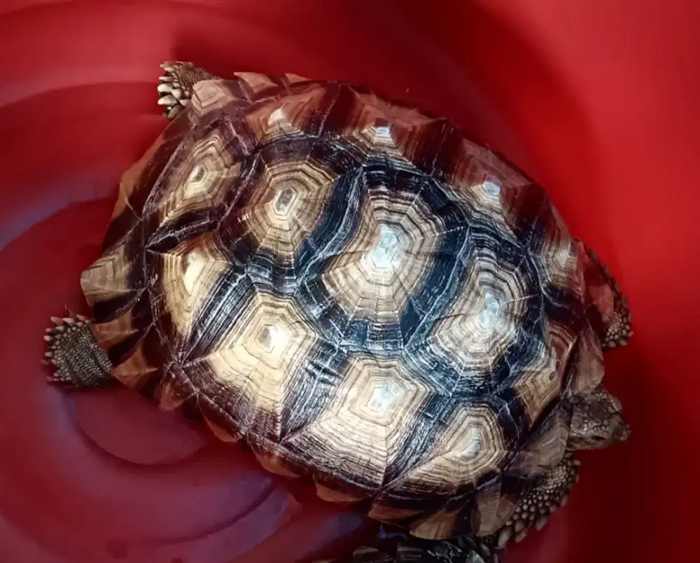 Sulcata kurakura darat