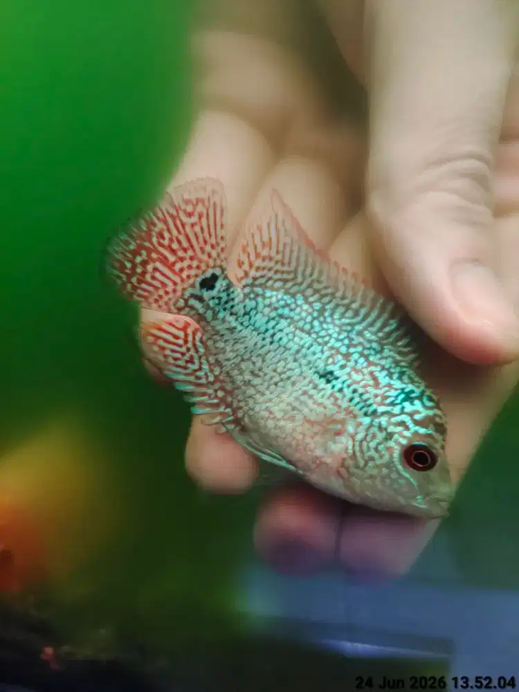 ikan lohan cencu murmer 4cm cilnong