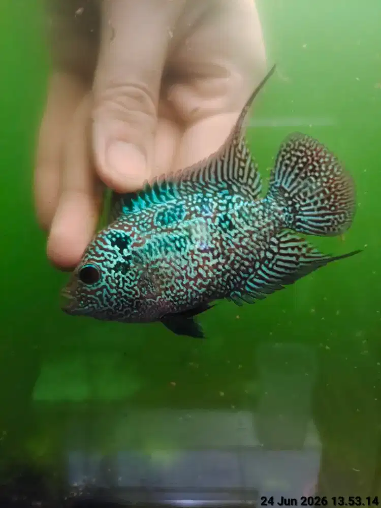 ikan lohan betina cencu murmer 10cm marking full warna merah mutiara