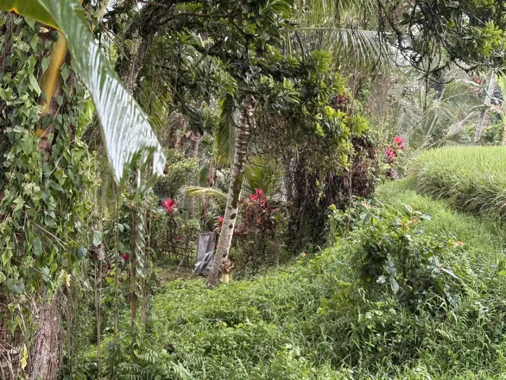 tanah kebun murah penebel Tabanan (IT)