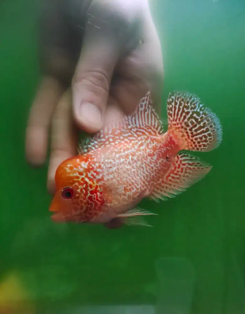 ikan lohan gb cilnong 9cm merah merona ekor lebar