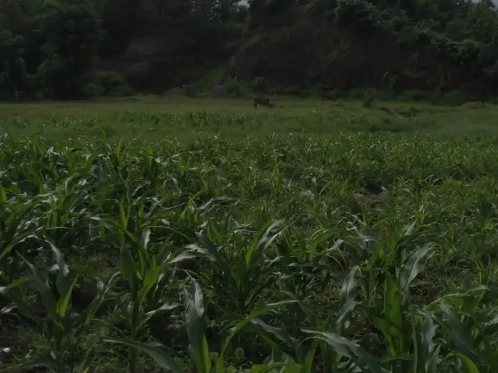 Tanah Buleleng Singaraja celukan bawang gerokgak (IT)