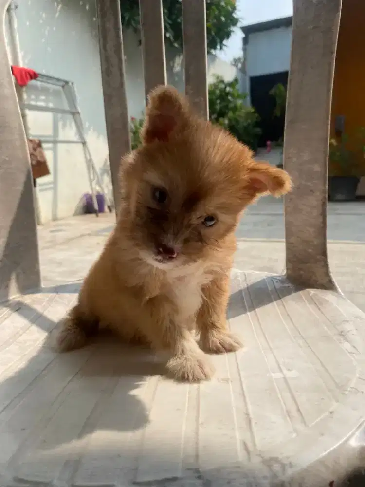 puppy maltipom 1 pasang