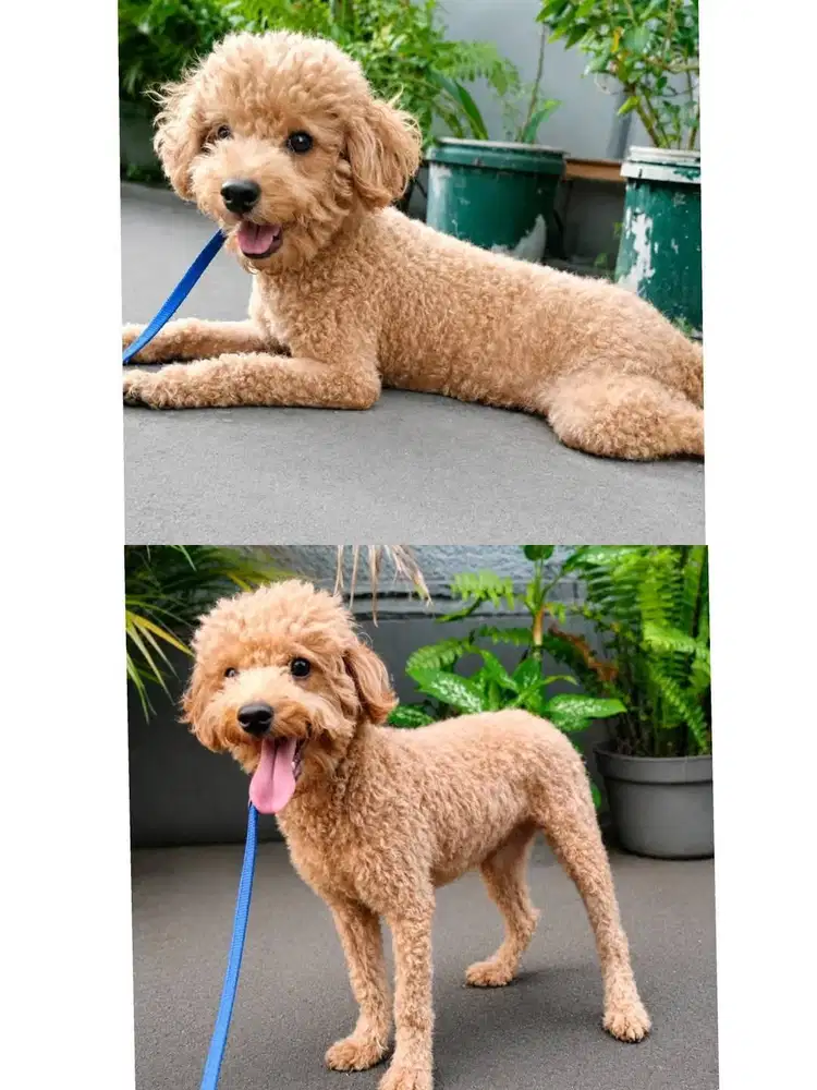 OPEN ADOPSI PODDLE