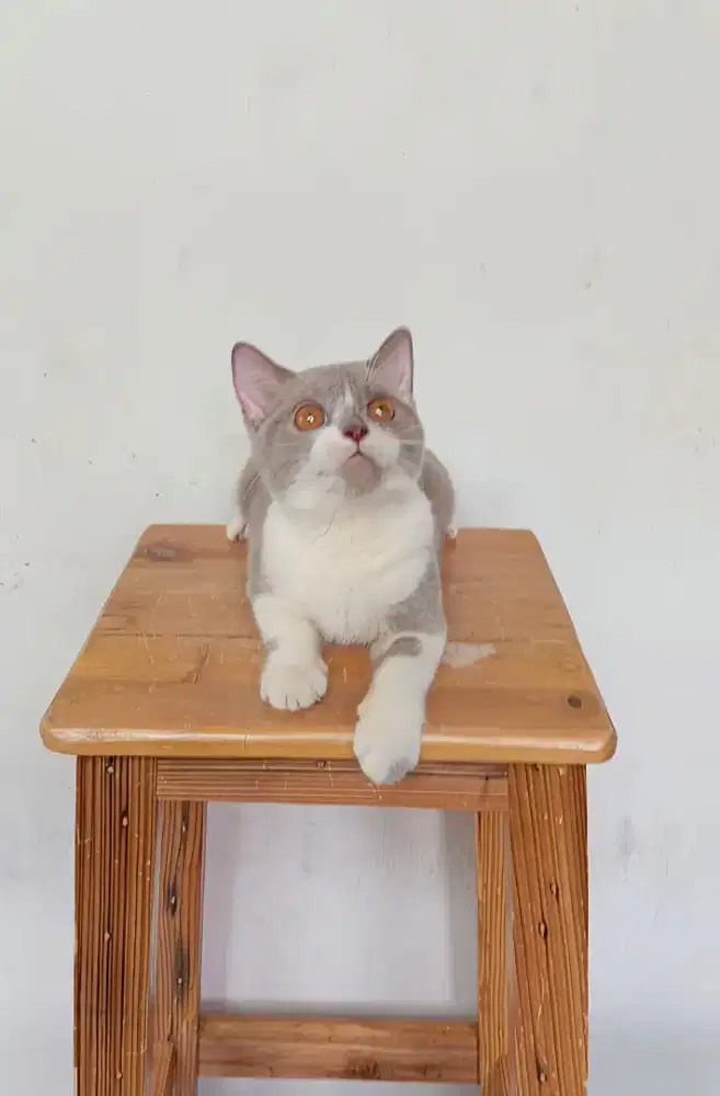 BRITISH SHORTHAIR / BSH LILAC BICOLOUR