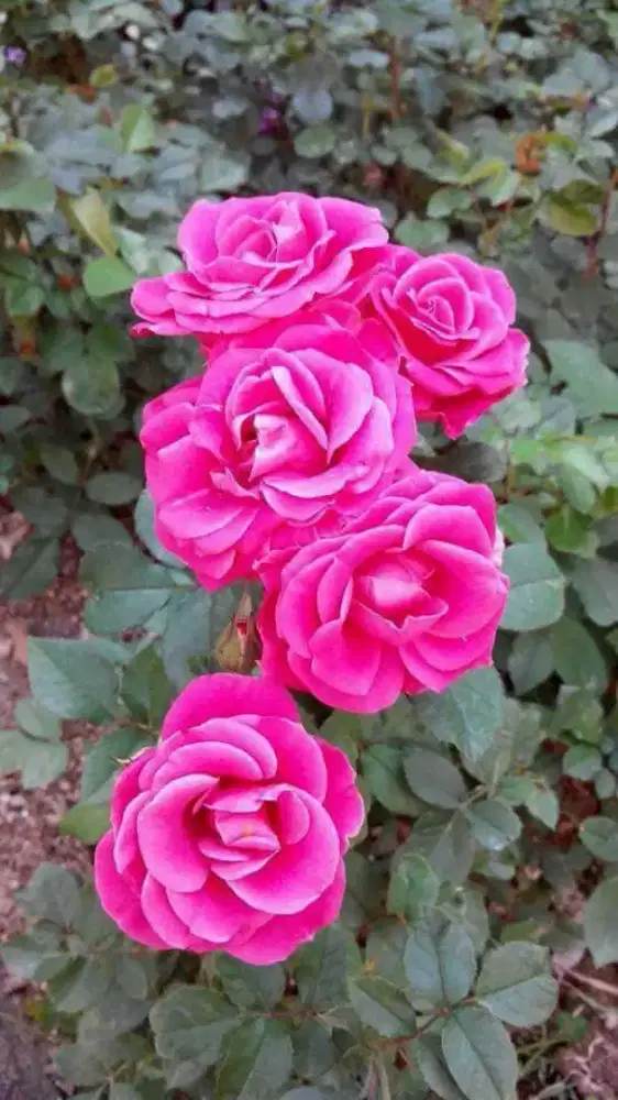 Tanaman hias berduri mawar pink super
