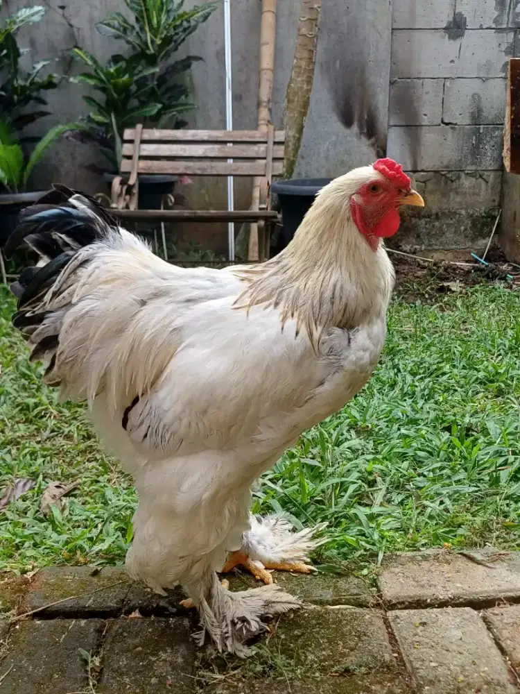 Ayam Brahma jantan