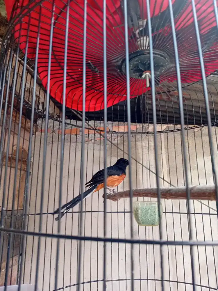 Di jual burung murai batu
