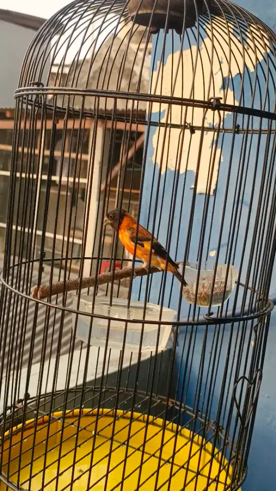 Red siskin gacor isan banyak