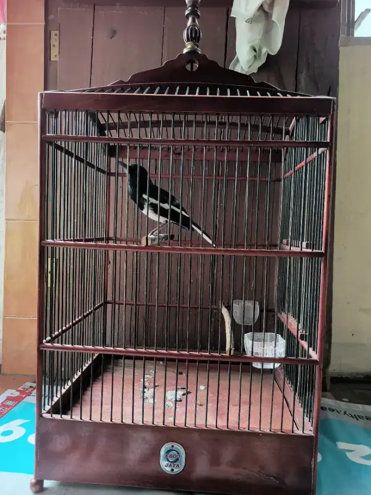 kacer lapangan harian wikplong