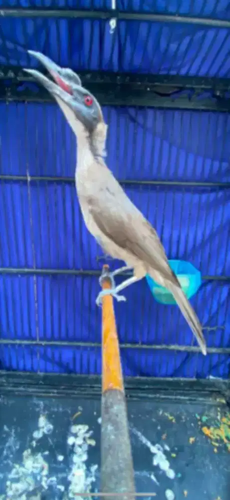 Burung bagus rajin mulus