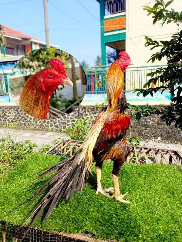 Ayam Ekor Lidi Super