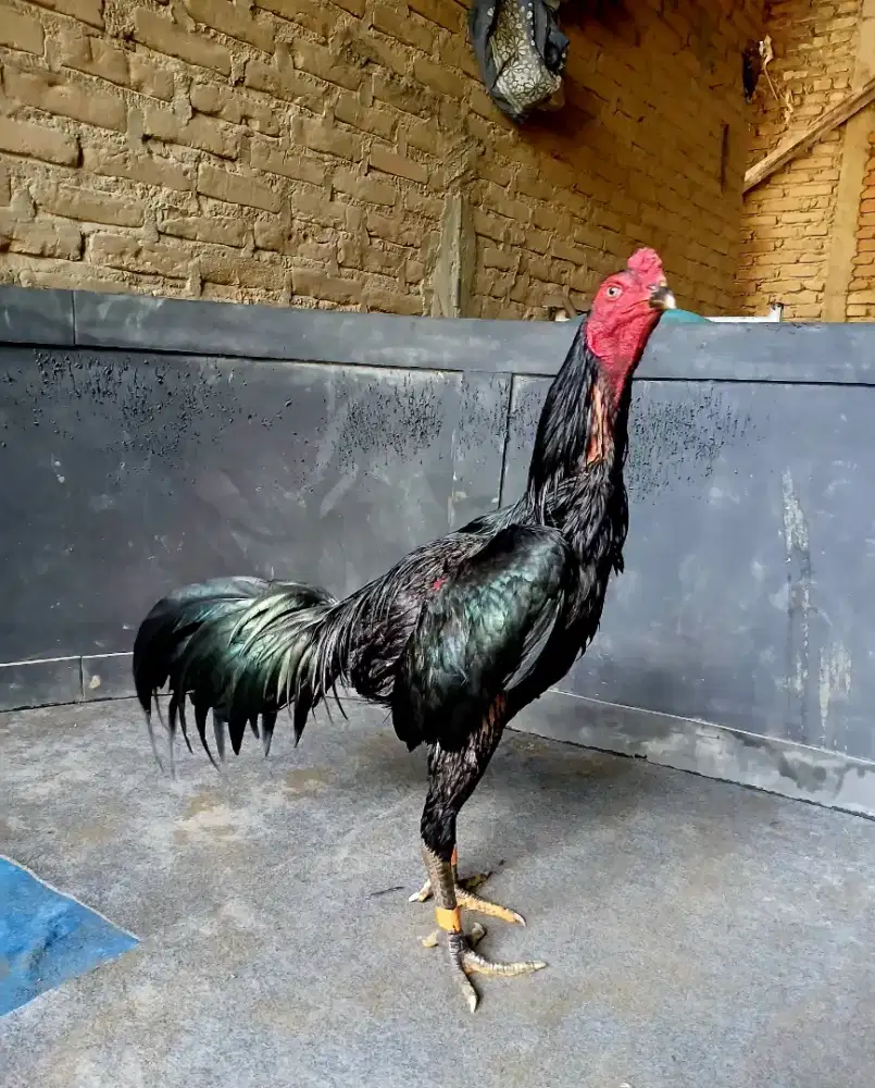 Ayam pukul efek