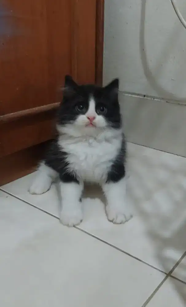 Kucing ragdoll mix british shorthair kitten bsh mix ragdoll