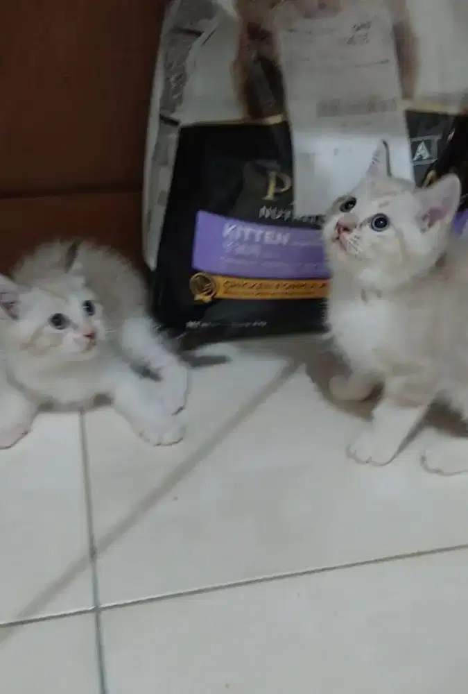 Kitten ragdoll mix bsh kucing ragdoll mix british shorthair