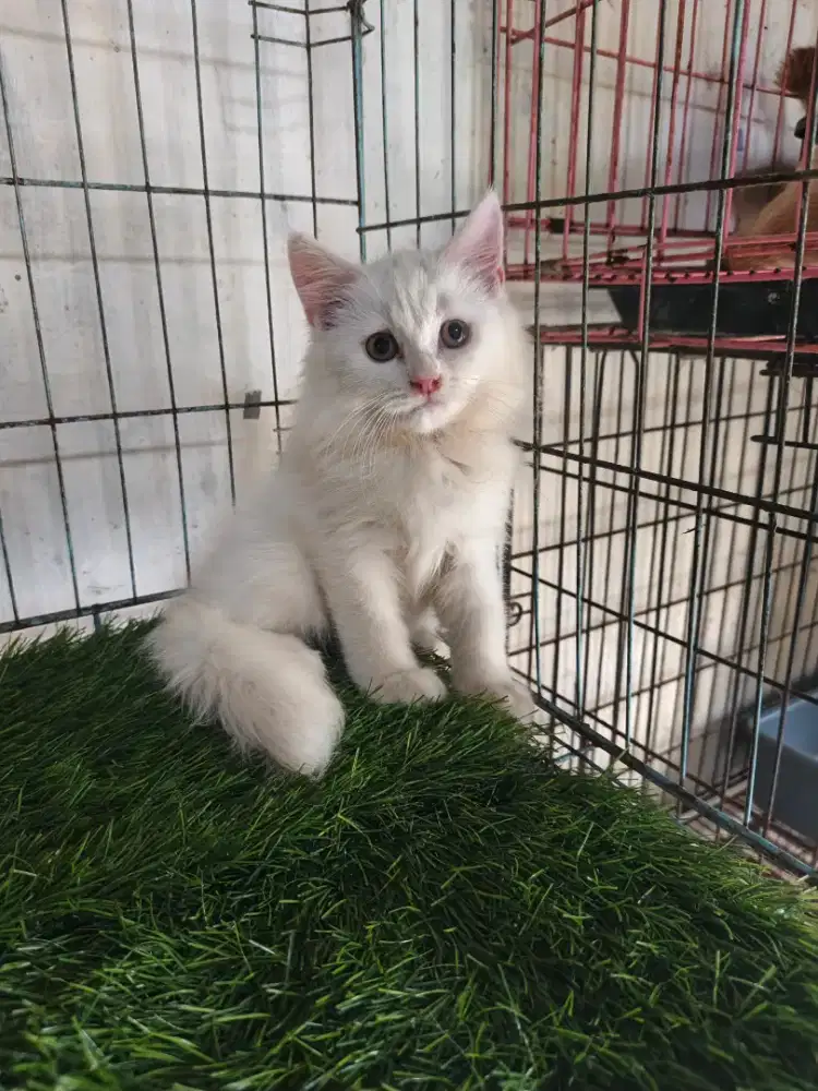 Kucing persia jantan 3 bulan