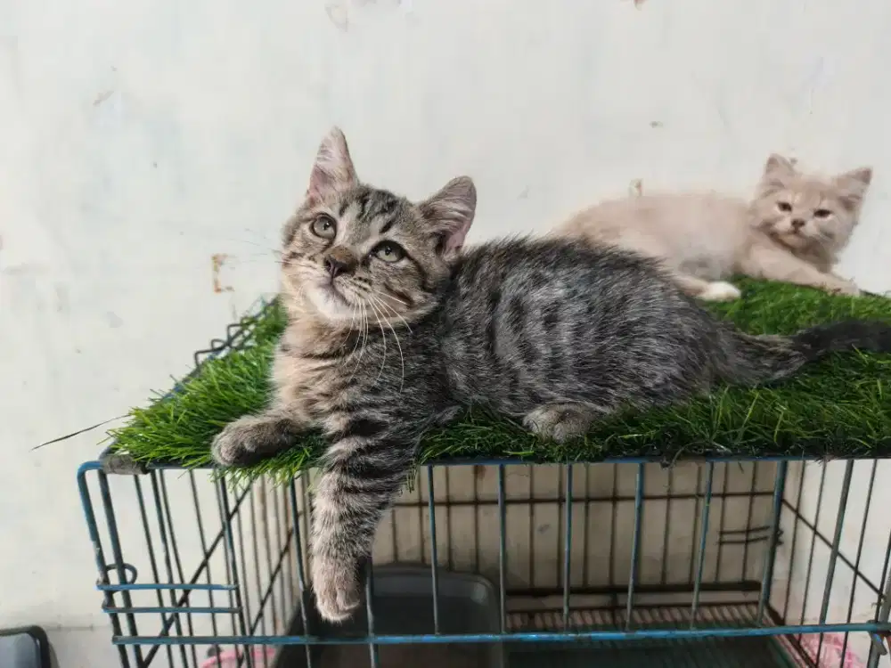 Kucing munchkin jantan