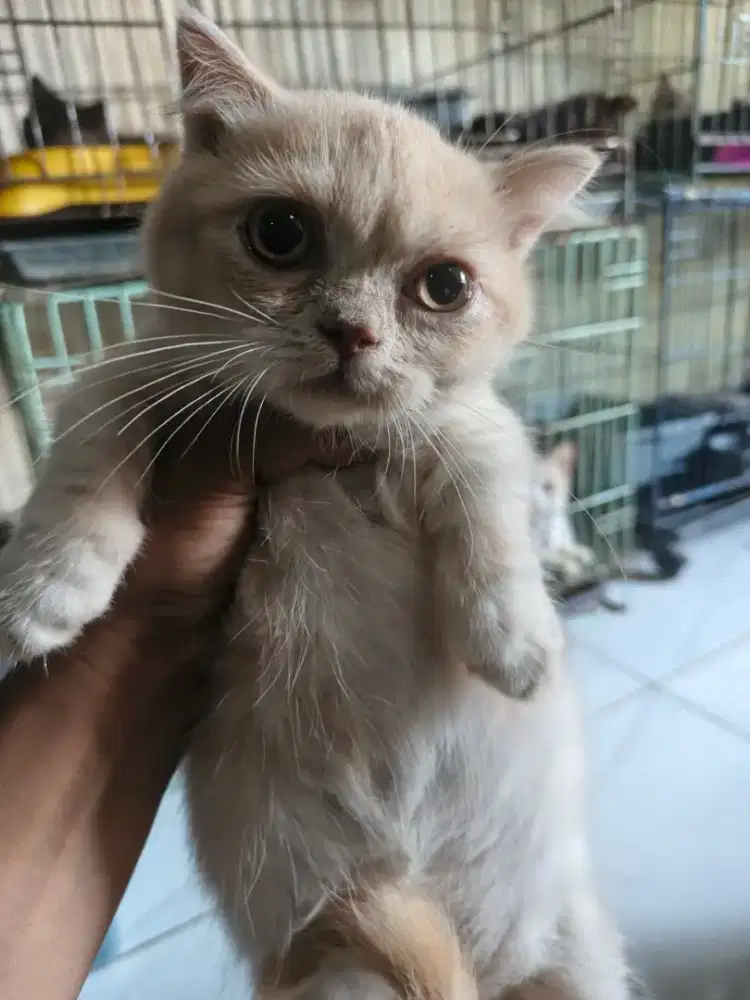 Kucing munchkin bsh jantan
